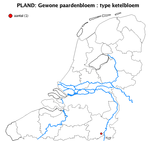 ketelbloem